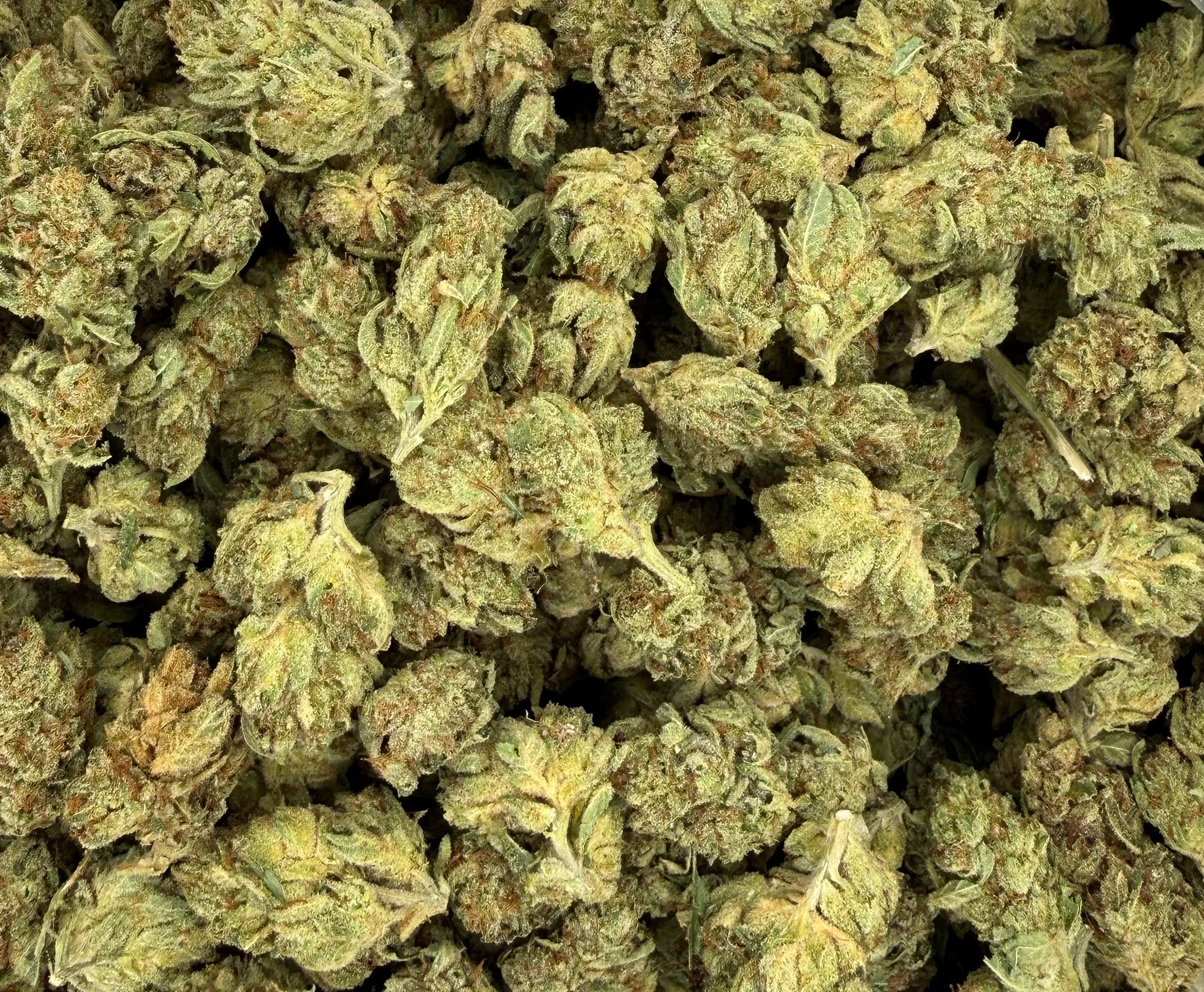 Gorilla Glue